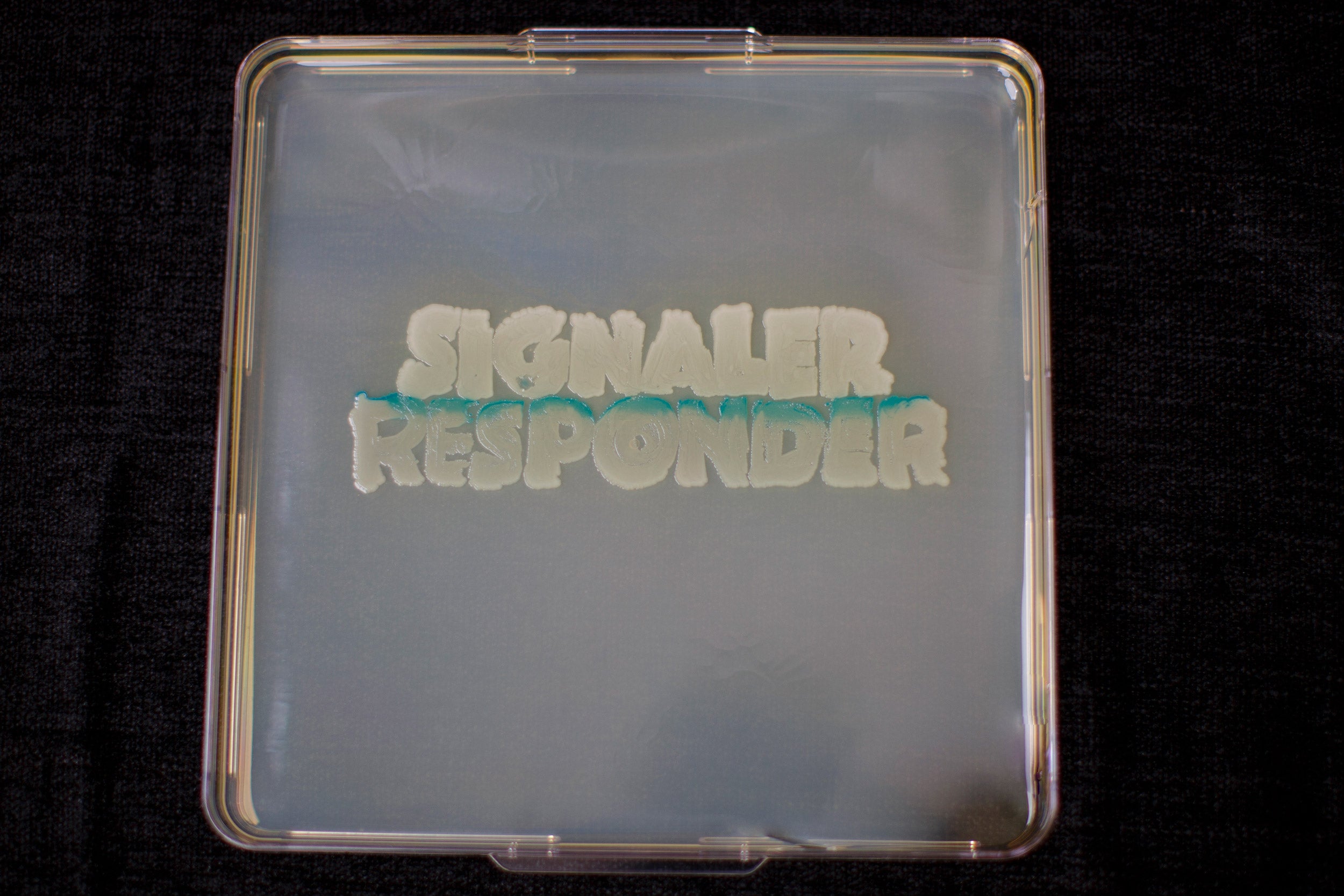 a plate containing the signaler bacteria S. Typhimurium and the responder E. coli,