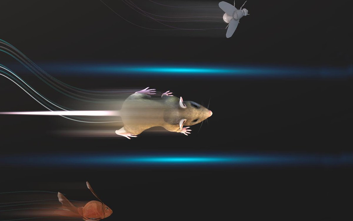 Rendering of lab animals moving.