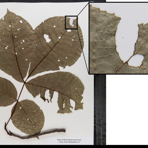 Herbarium specimen with insect damage.