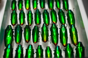 Family Buprestidae, Species Chrysochroa fulminans beetles