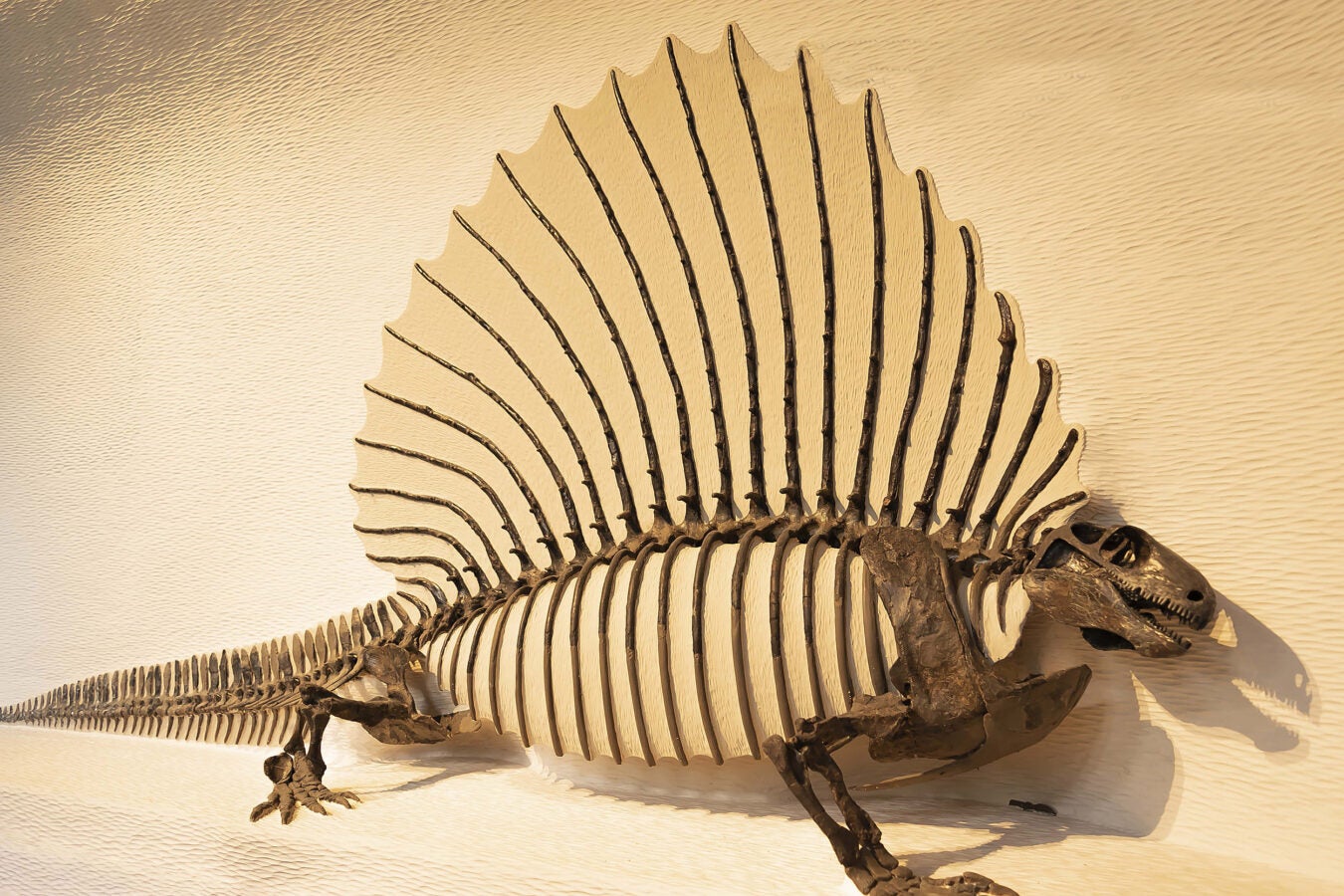Study examines how mammal backbones changed during evolution – Harvard  Gazette