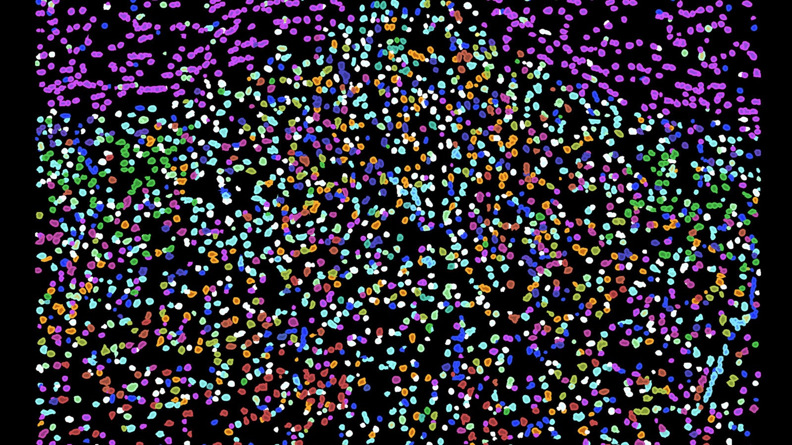 Imaged cells of the hypothalamic preoptic region of a mouse brain. Different colors illustrate some of the cell diversity uncovered by MERFISH imaging.