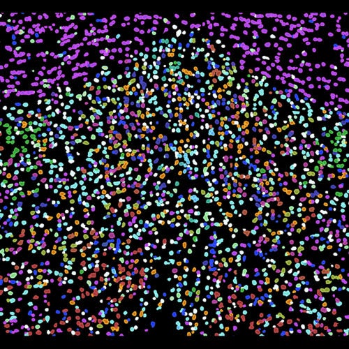 Imaged cells of the hypothalamic preoptic region of a mouse brain. Different colors illustrate some of the cell diversity uncovered by MERFISH imaging.