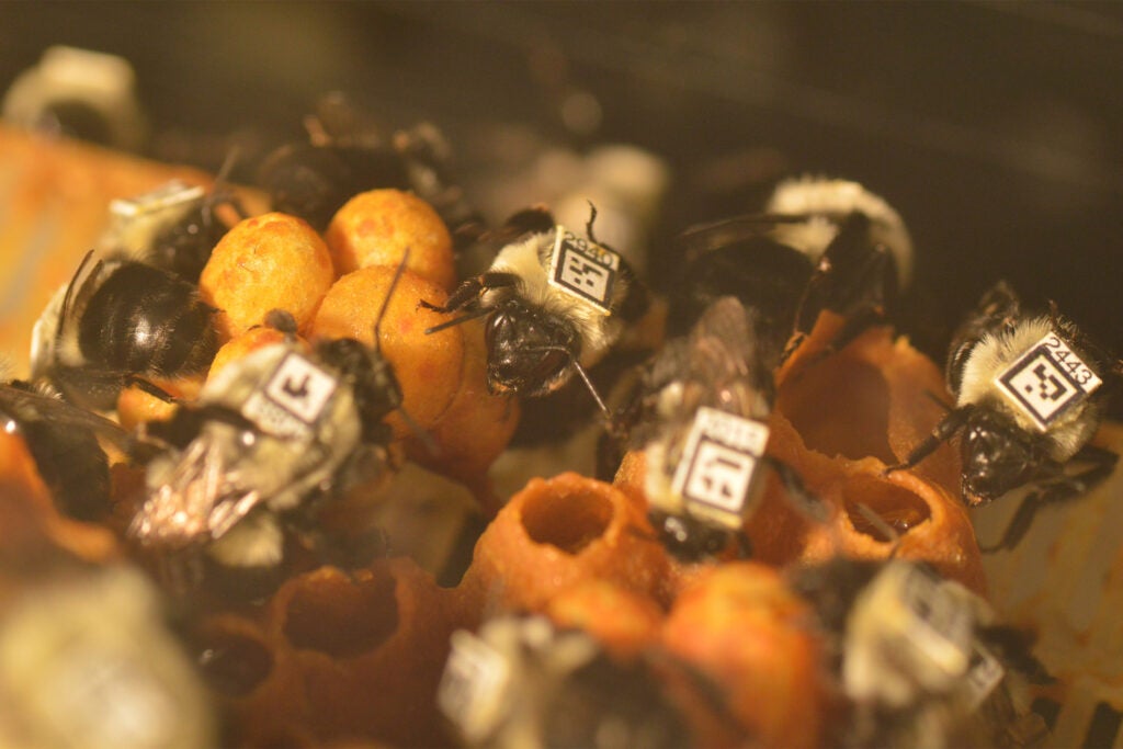 Bees with QR codes on back