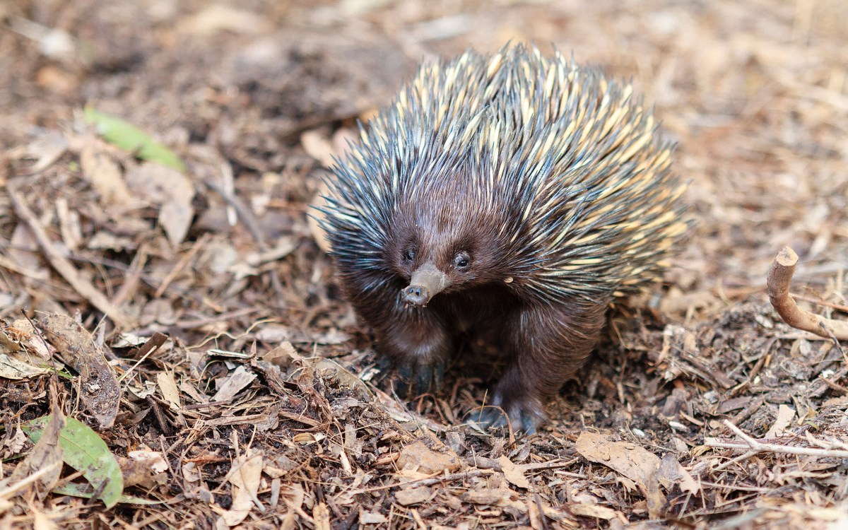 Echidna on the prowl.