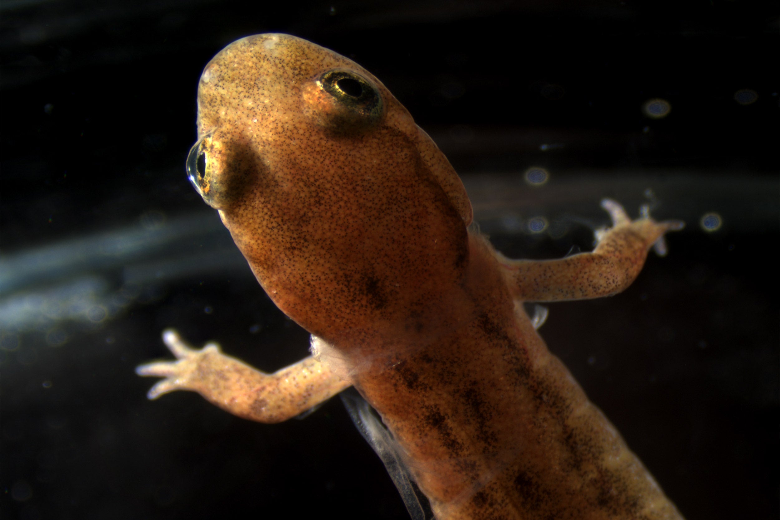 Desmognathus fuscus. That is one of the lungless salamanders featured in the study