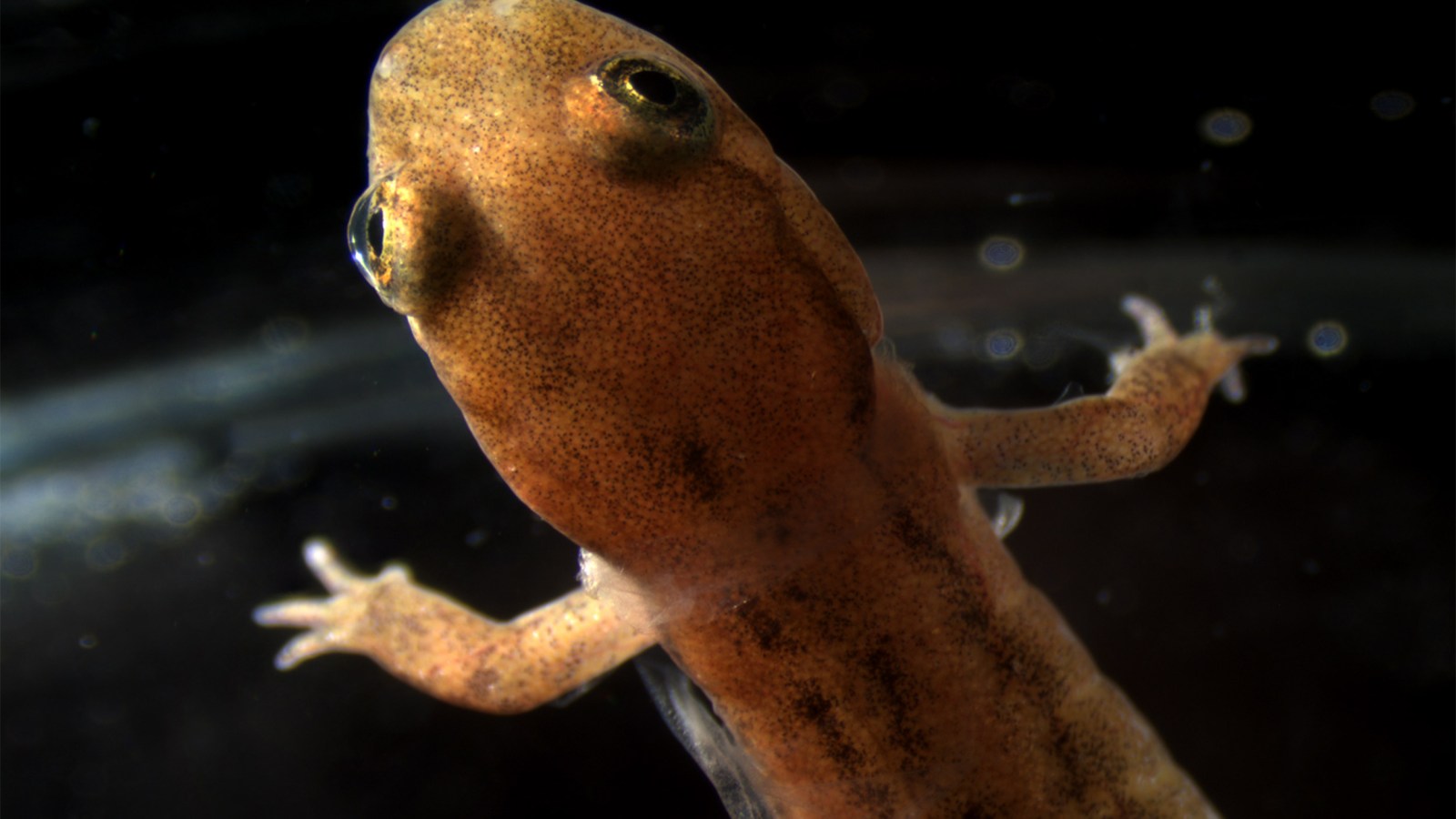 Lungless salamanders’ skin expresses protein crucial for lung function