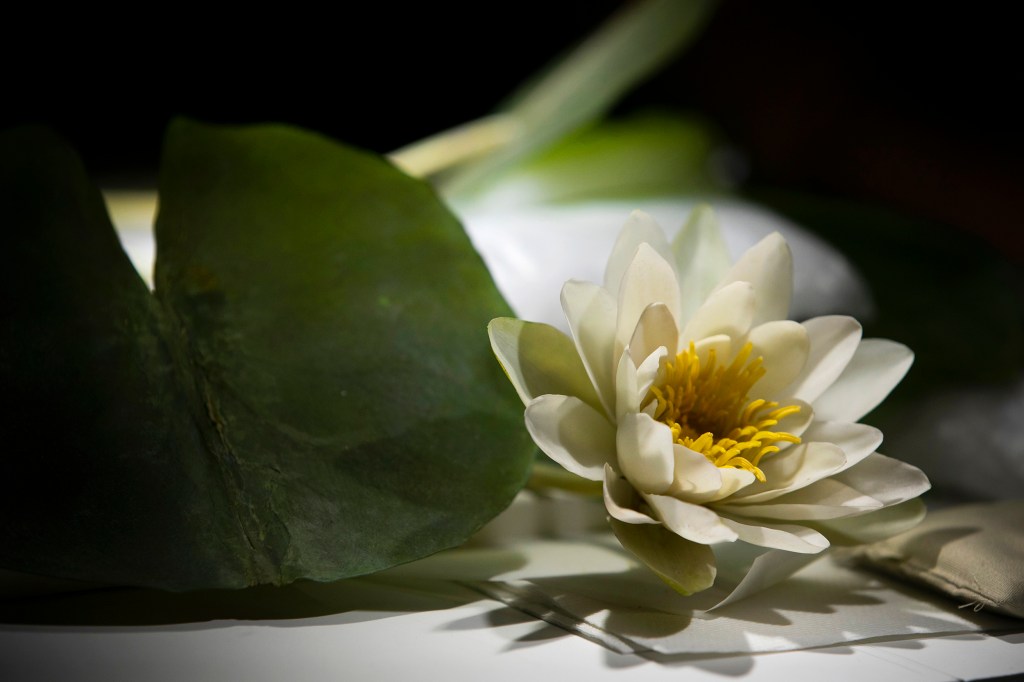 New book captures Harvard’s Glass Flowers outside their cases – Harvard ...