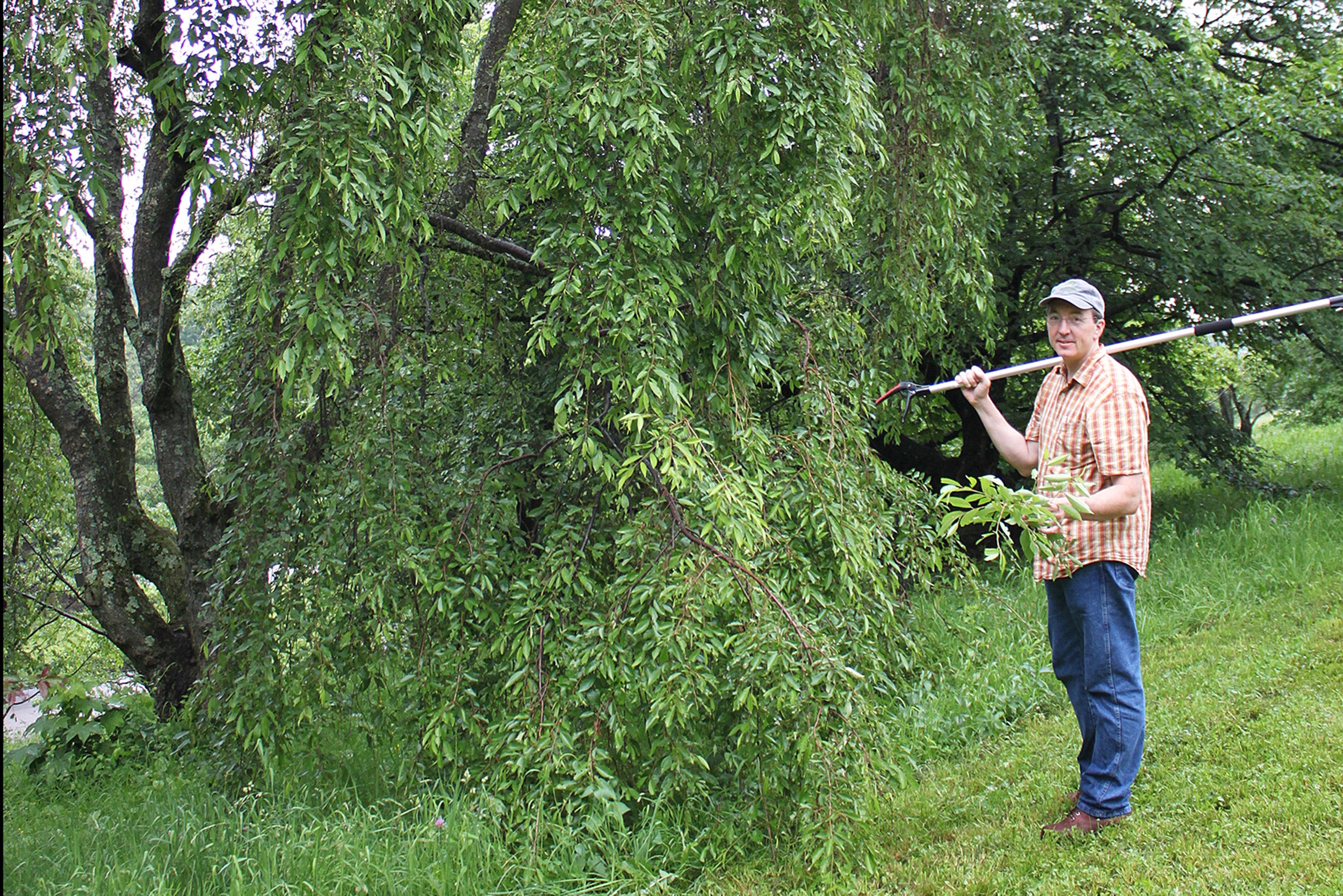 Andrew Groover, U.S. Forest Service research geneticist uses a pole pruner at the Arnold Arboretum to collect small samples of genetic material from the willows (Salix) collection