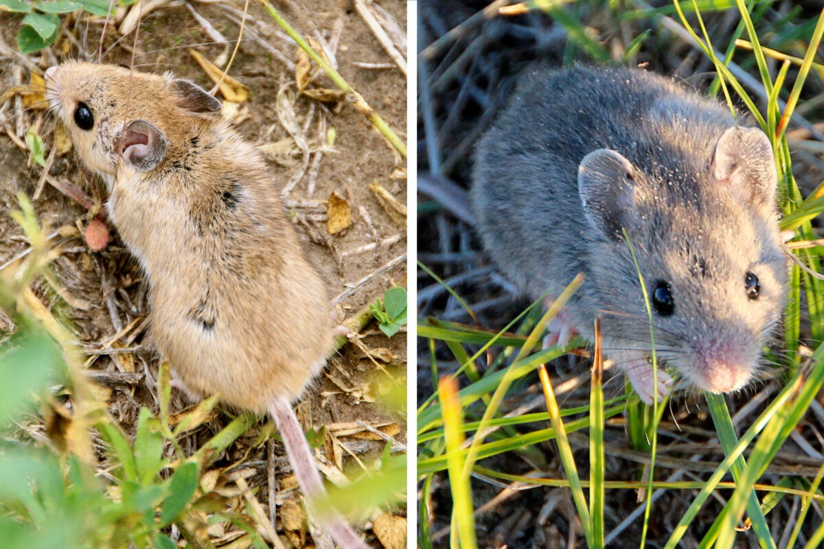 A new study led by Harvard Professor Hopi Hoekstra not only showed differences between how light- and dark-colored mice survived in light- and dark-colored habitats, but also chalked up part of those differences to a mutation that affects pigment, and explored exactly how the mutation produced a novel coat color. 