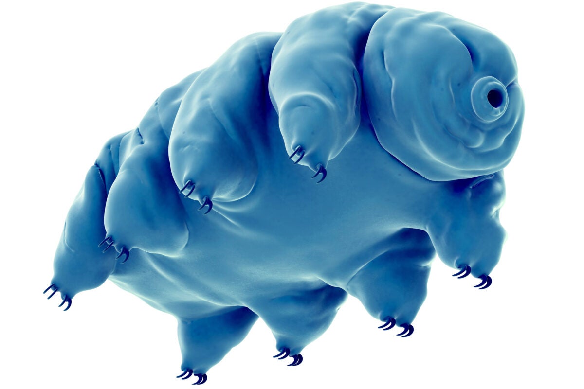 An illustration of a tardigrade, which is capable of withstanding dehydration and cosmic radiation.
