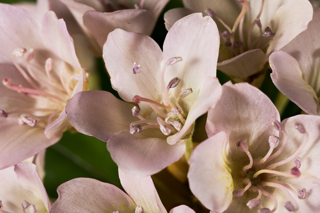 New book captures Harvard’s Glass Flowers outside their cases Harvard