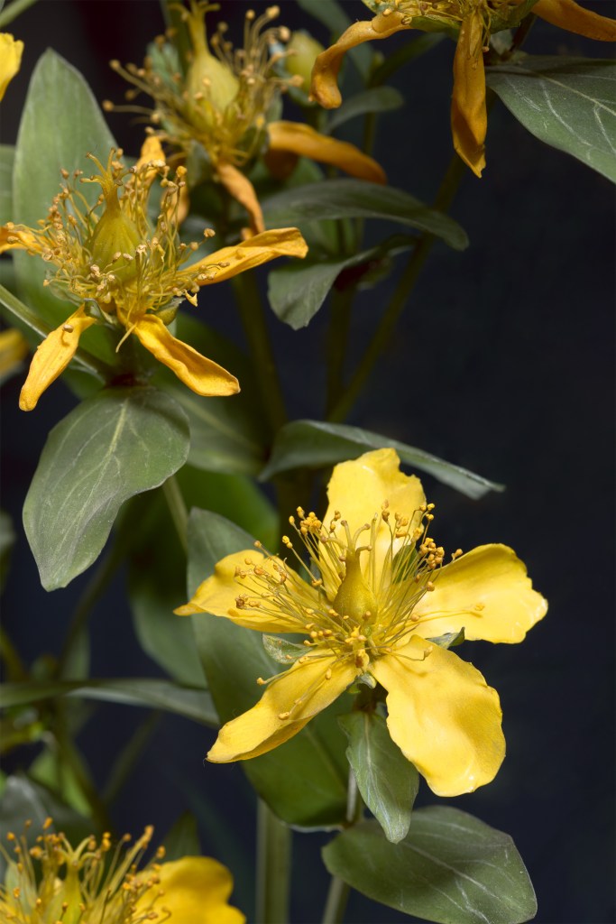 New book captures Harvard’s Glass Flowers outside their cases Harvard