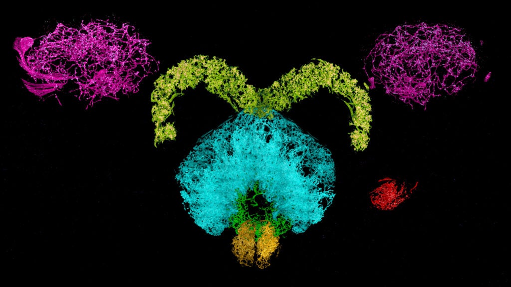 Dopaminergic neurons and associated synaptic proteins in the central complex of the fruit fly brain, color coded by different domains