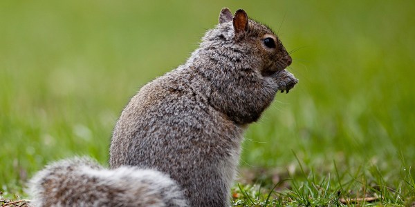 Squirrel.