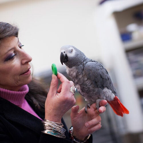 Scientist Irene Pepperberg with African grey parrot, Griffin.