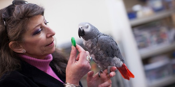 Scientist Irene Pepperberg with African grey parrot, Griffin.
