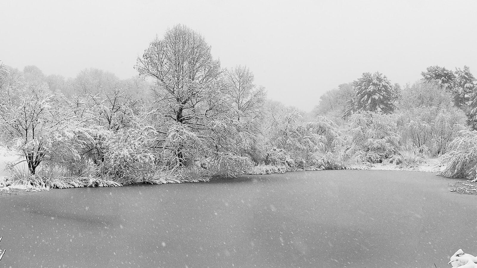Arnold Arboretum pond during blizzard.