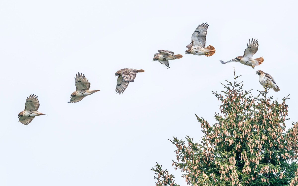 Red-tailed hawks on Norway spruce.