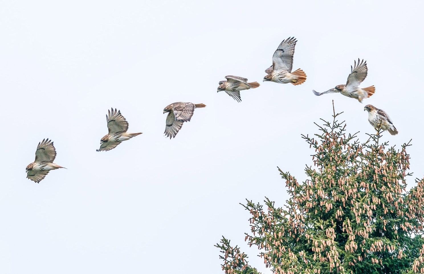 Red-tailed hawks on Norway spruce.