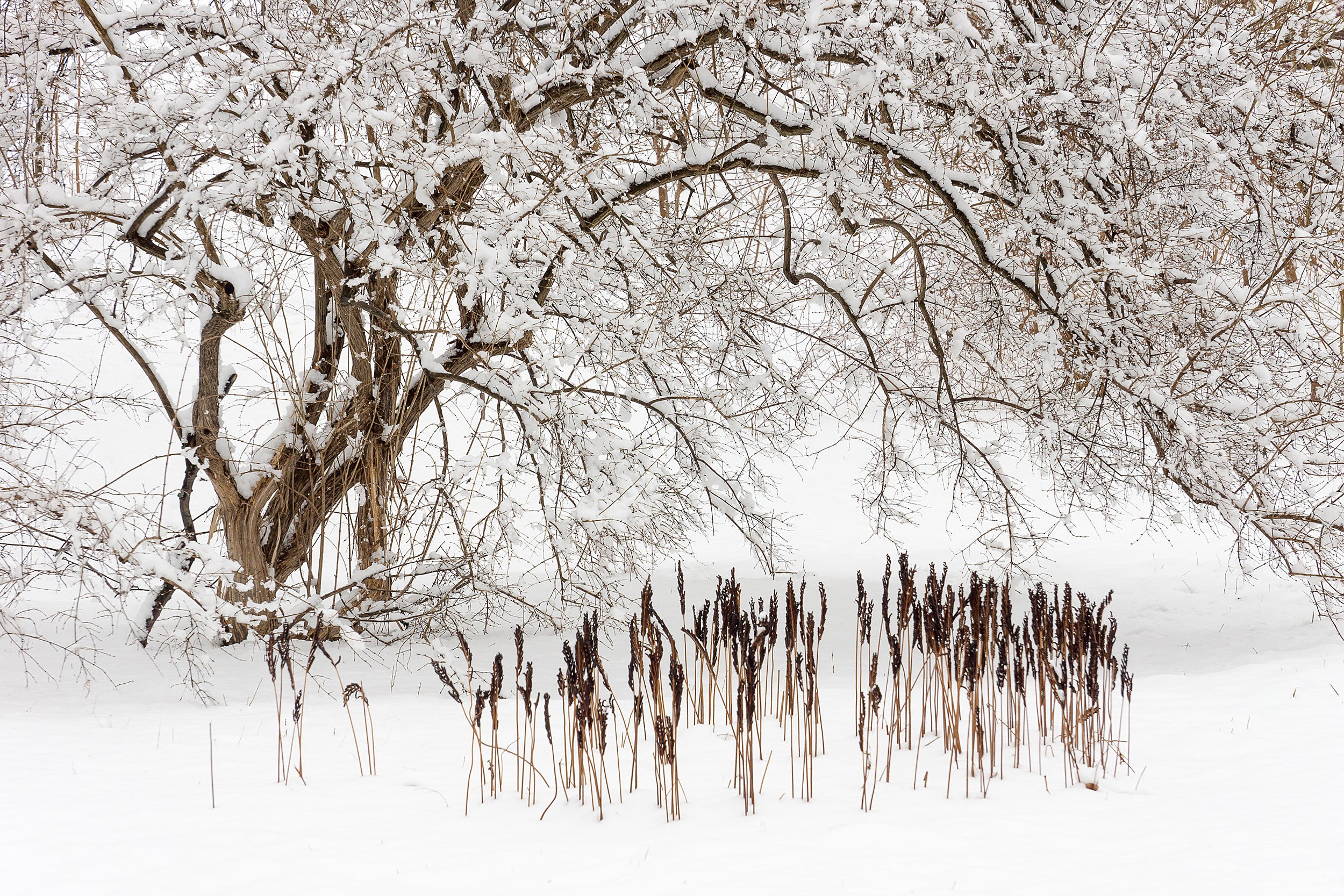 Frozen Reeds Beauty of Harvard’s Arnold Arboretum is on display in a new exhibition ...