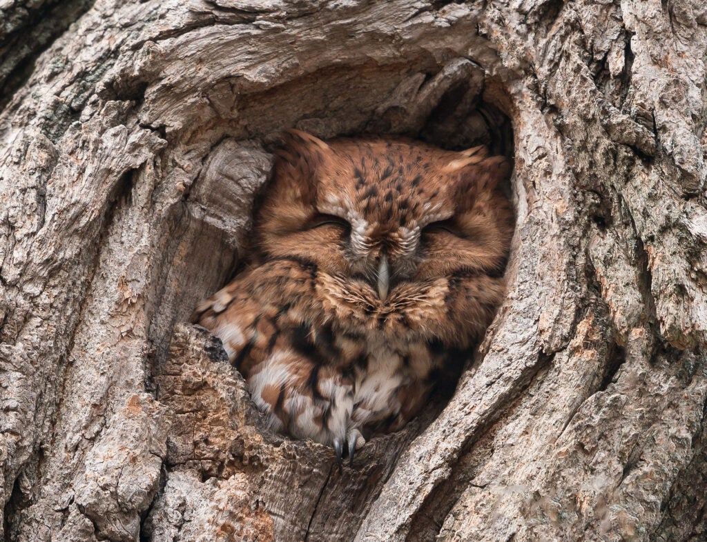 Screech owl nestled in tree.