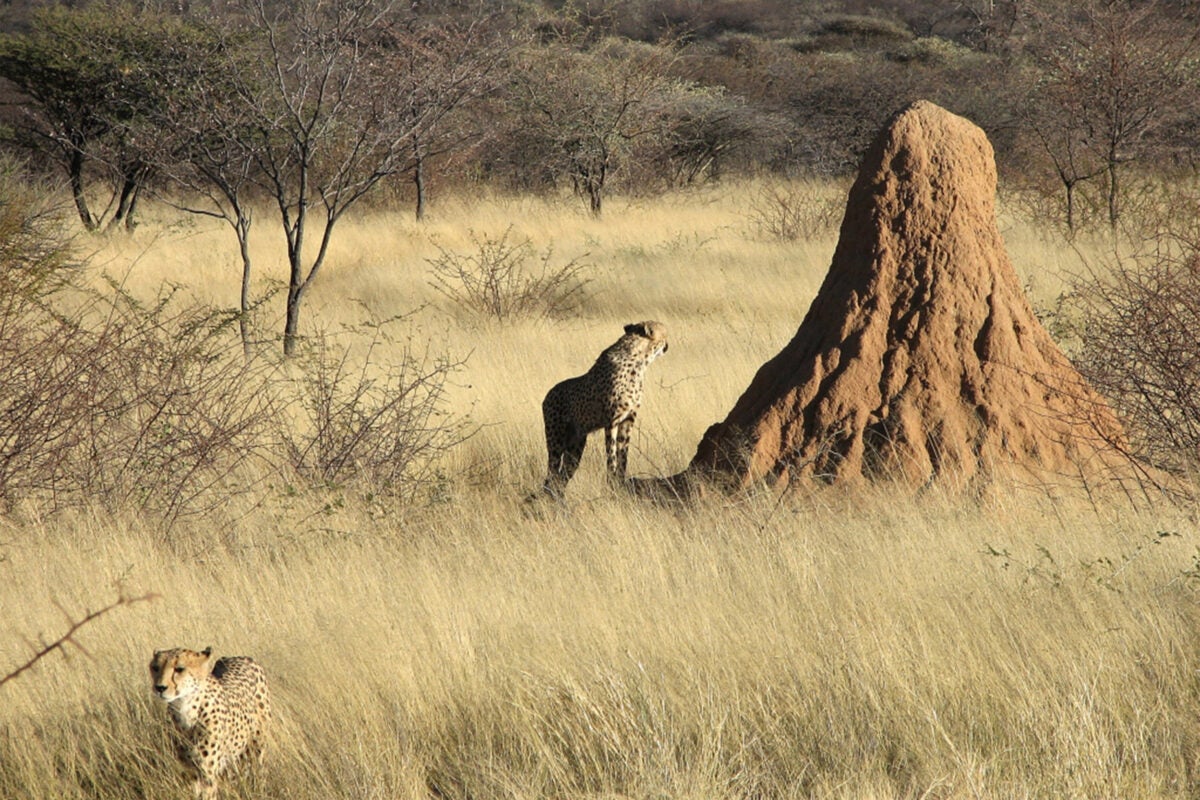 Researchers investigate how termites can build complex, long-standing, meter-sized structures all over the world. This termite mound is located in Namibia. 