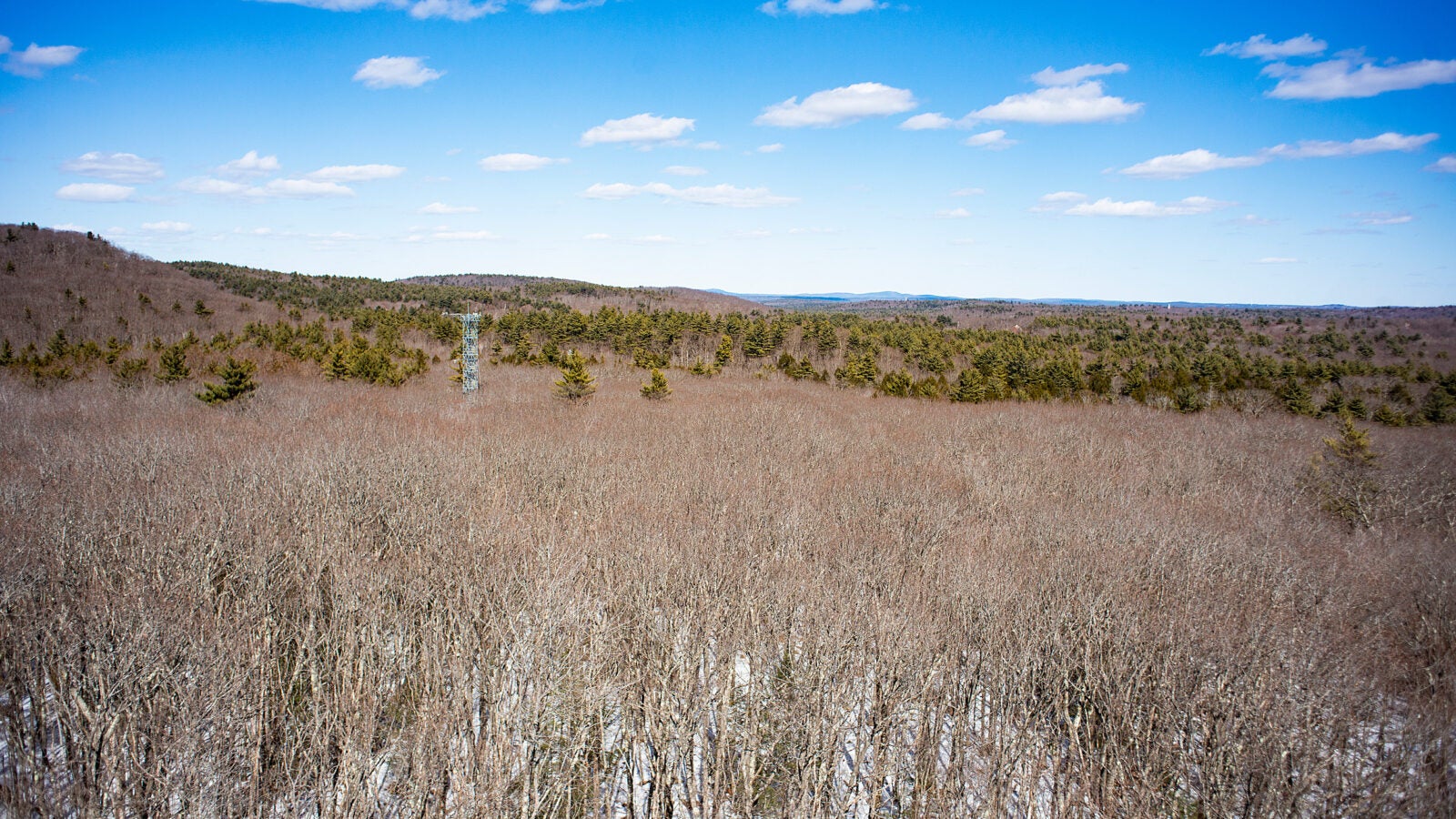 View from tower of Harvard Forest.