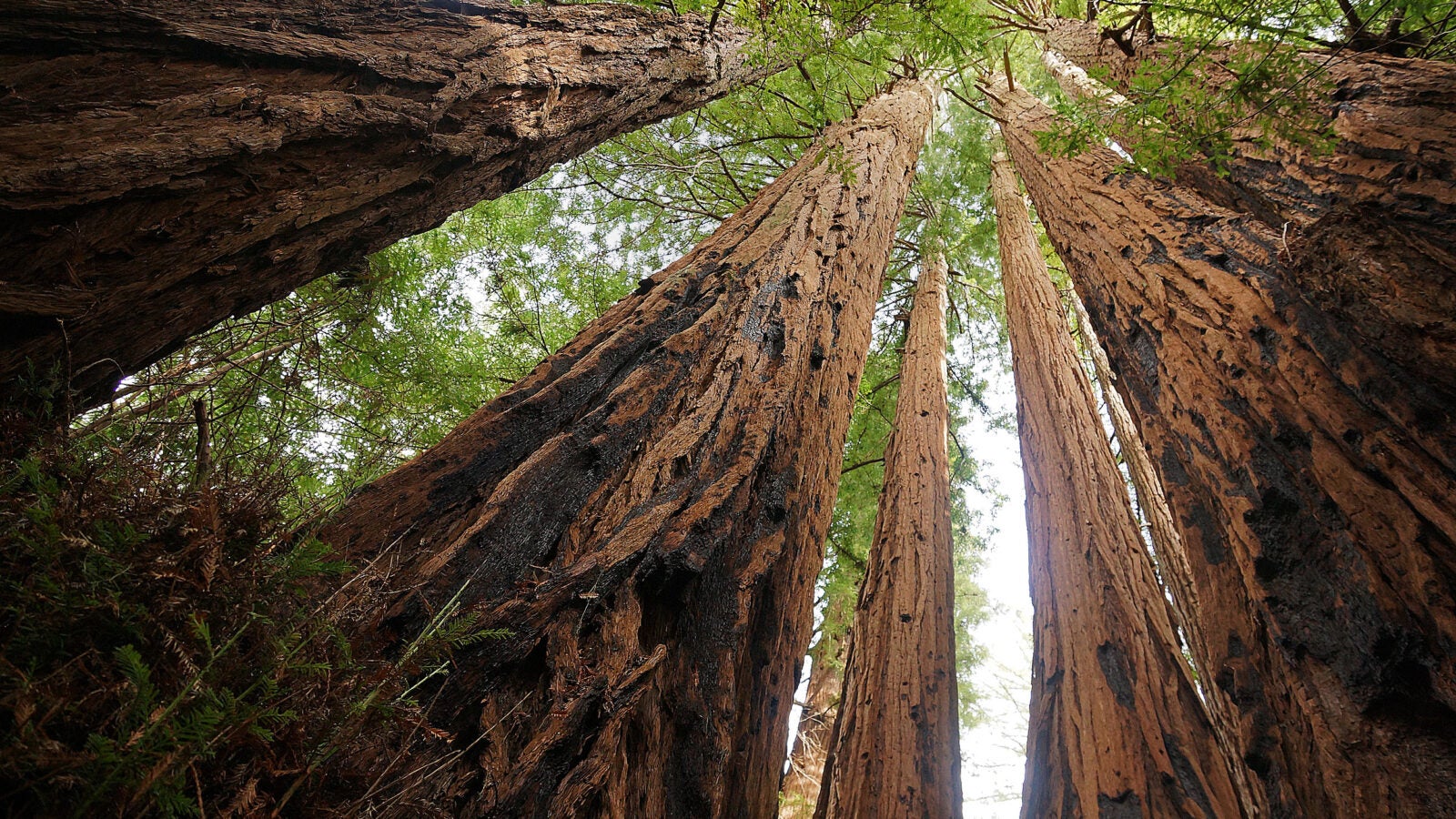 Tallest tree: Redwood tree