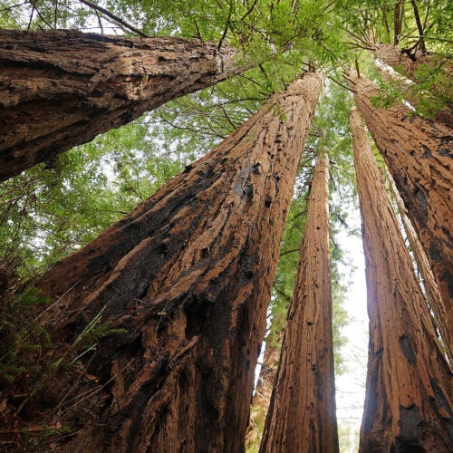 Redwoods can grow more than 300 feet tall and can live for more than 1,000 years. 