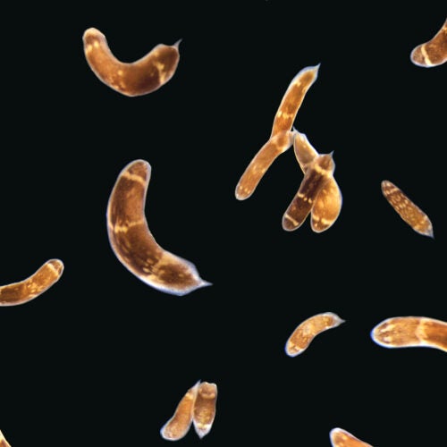 Three-banded panther worms.