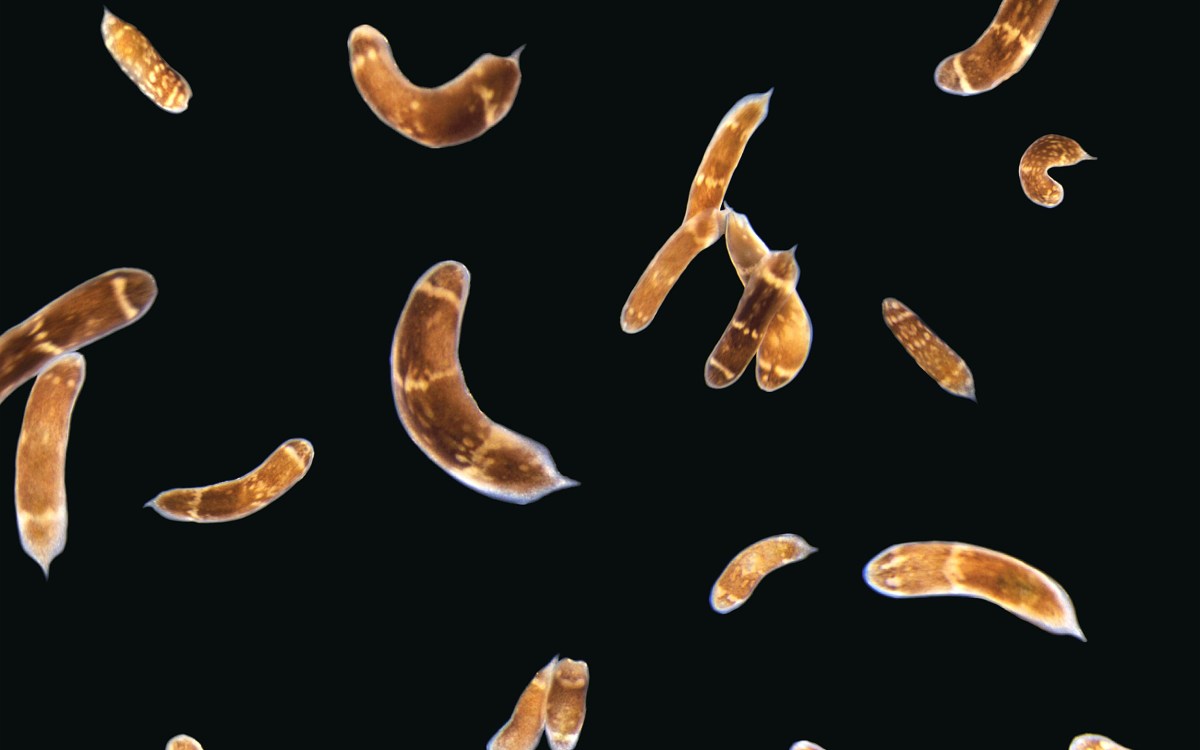 Three-banded panther worms.