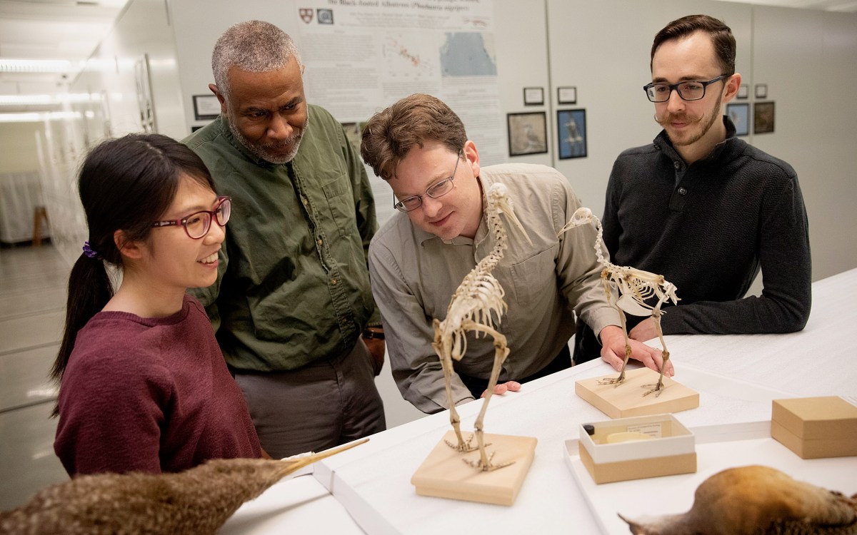 Researchers display skeletons of flightless birds.