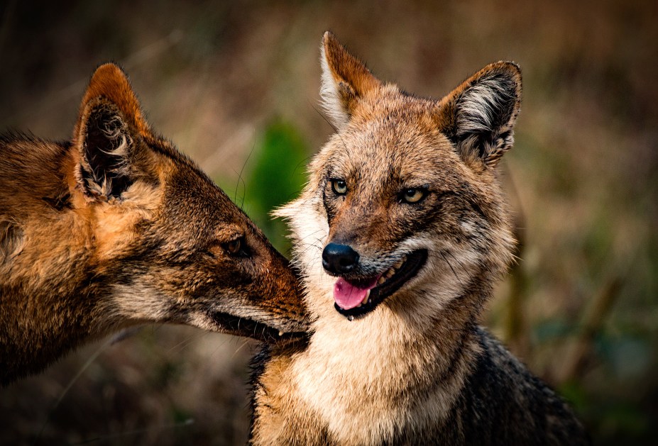 Day Of The Jackal - Why jackals thrive where humans dominate - Harvard