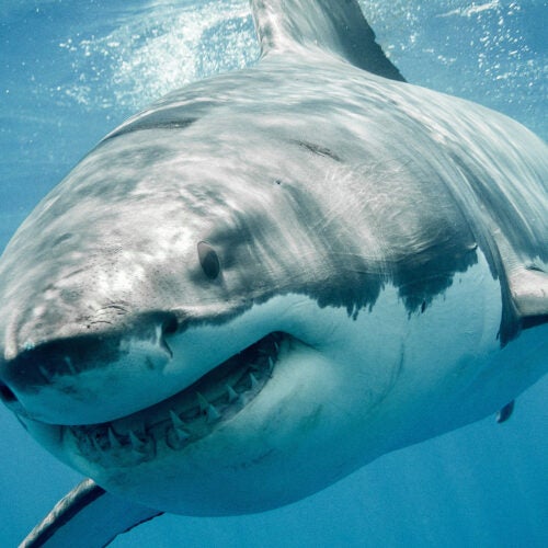 Great white shark.