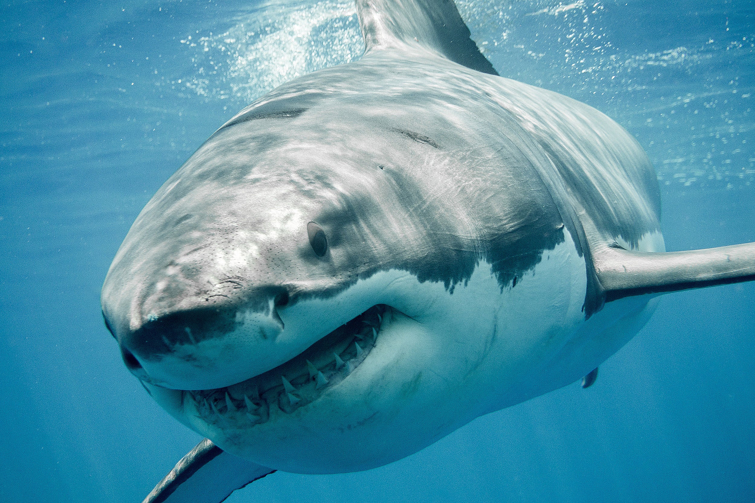 Image result for sharks
