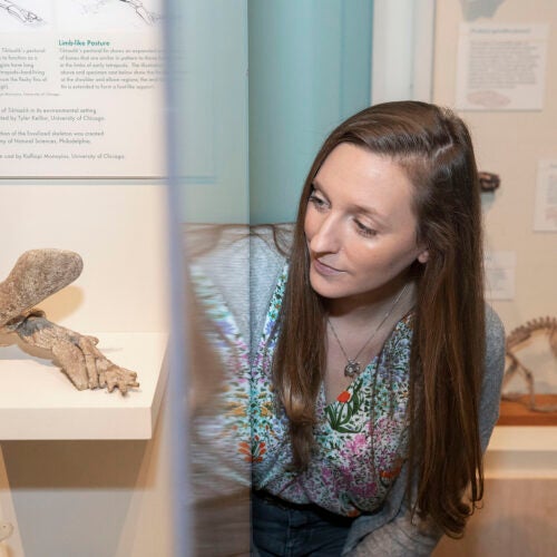 Stephanie Pierce explores the collections of tetrapod fossils inside the Harvard Museum of Natural History.