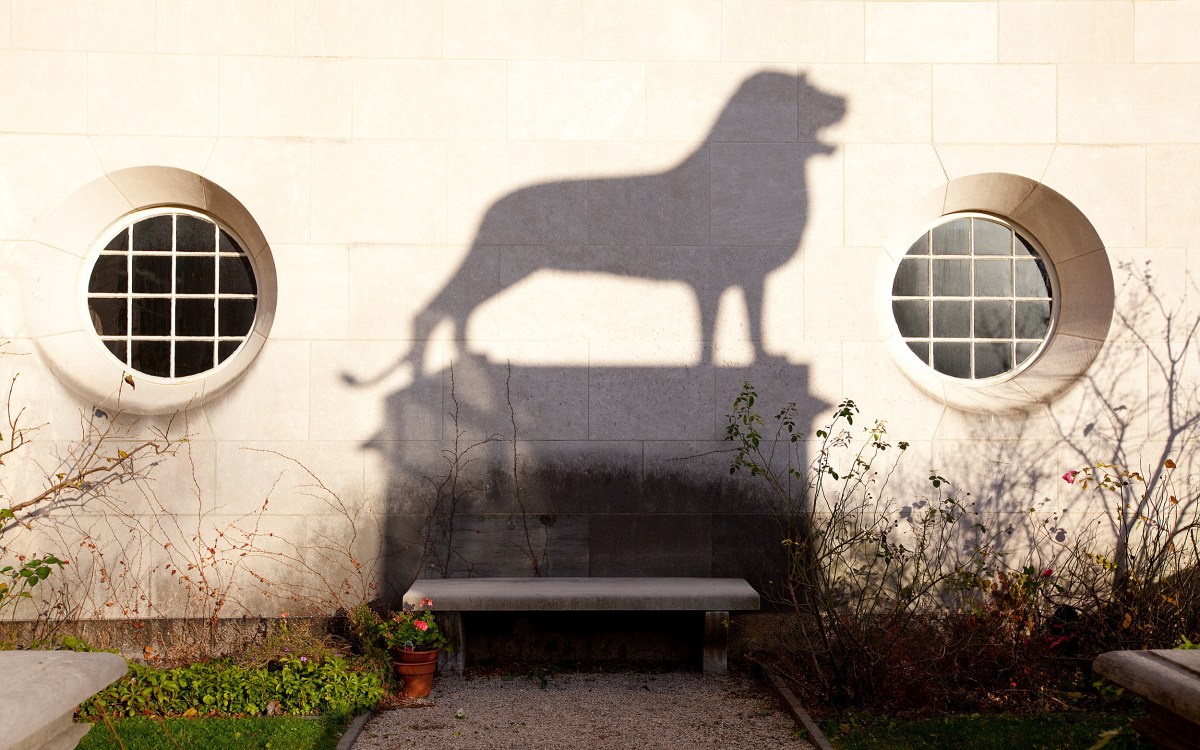 Shadow of bronze lion casts shadow on the wall at Busch Hall garden.