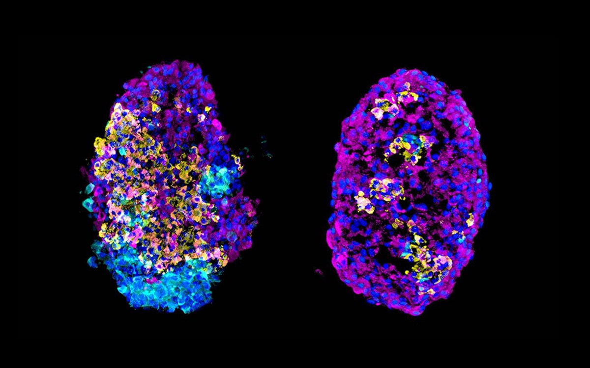 two multicolored cell clusters