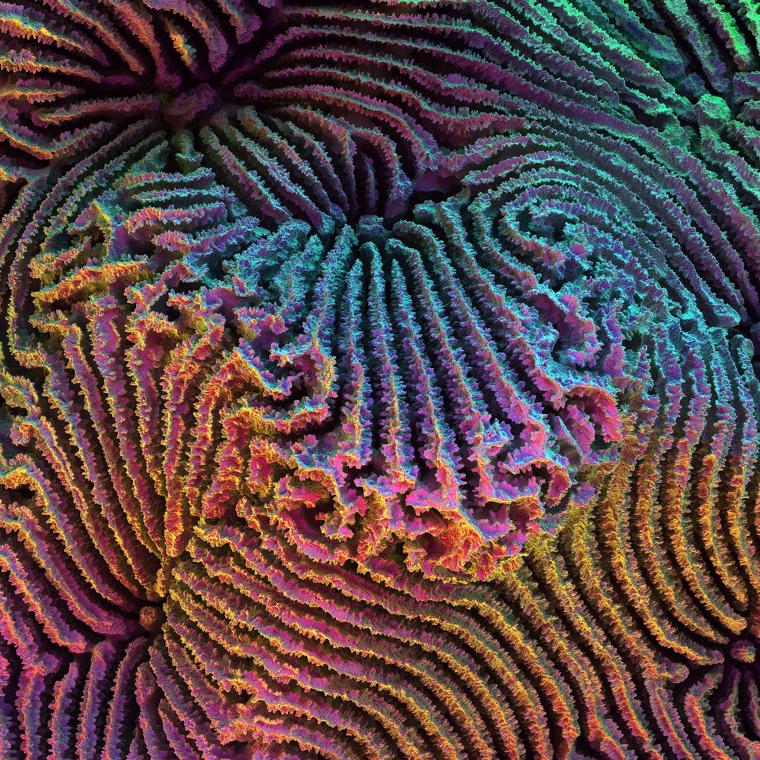 Polychromatic scanning electron micrograph of the skeletal details of the coral, Coscinaraea