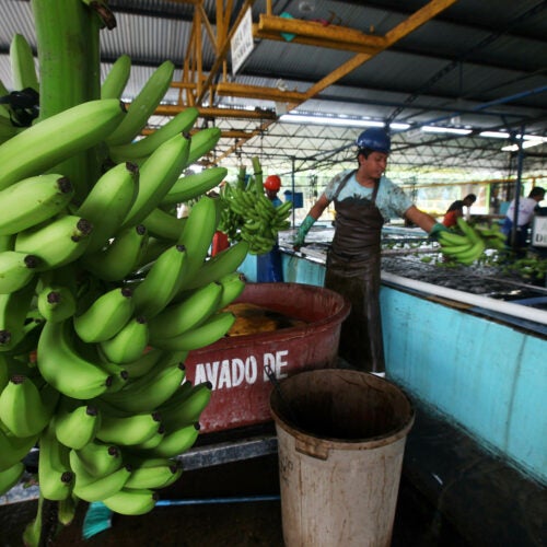 Workers sort freshly harvested bananas to be exported, at a farm in Ciudad Hidalgo, Chiapas state, Mexico.
