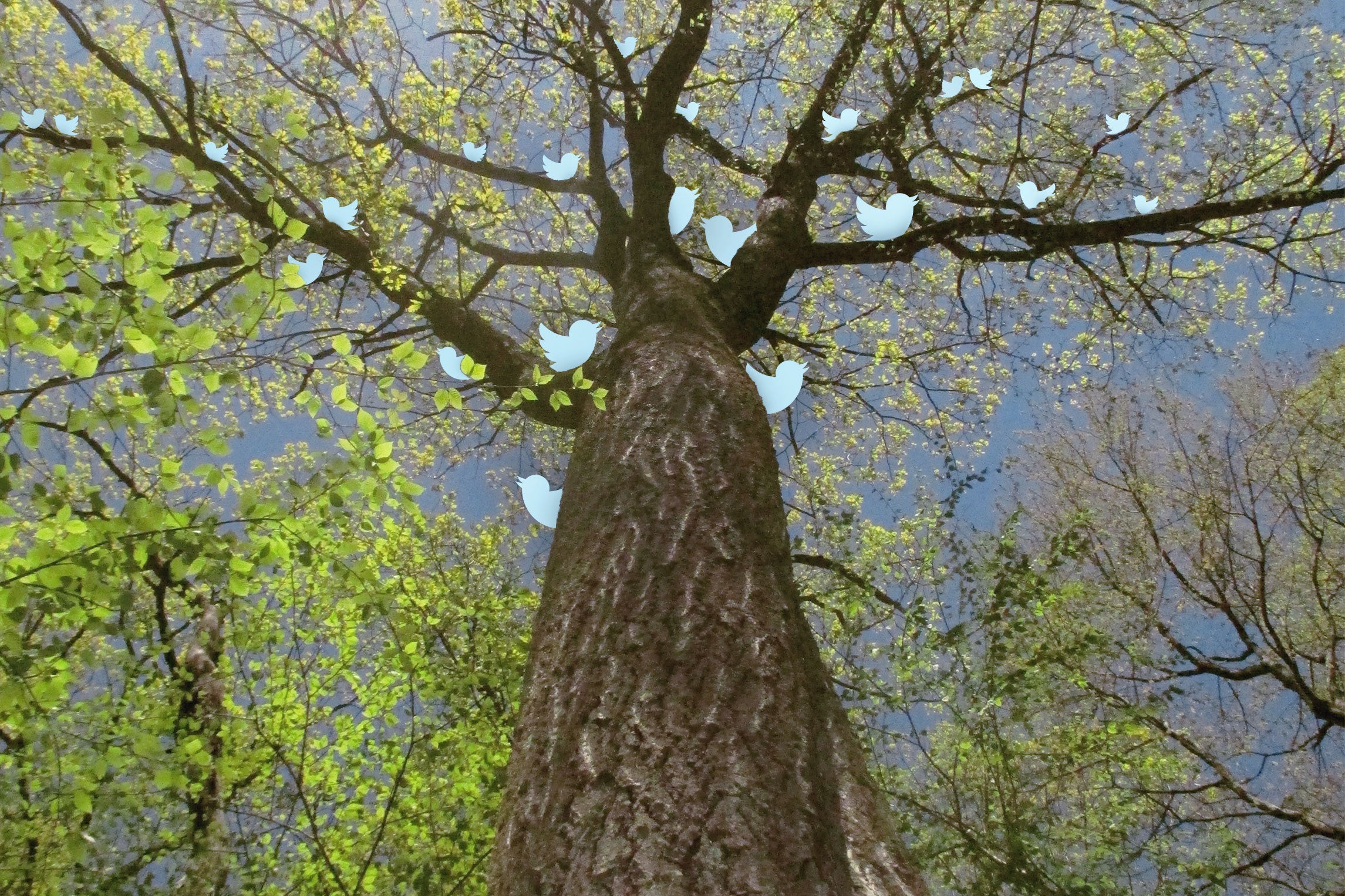 Tree branches with blue birds