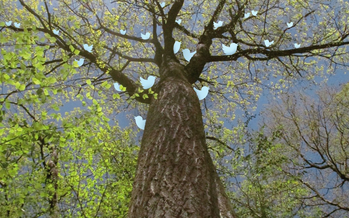 Tree branches with blue birds