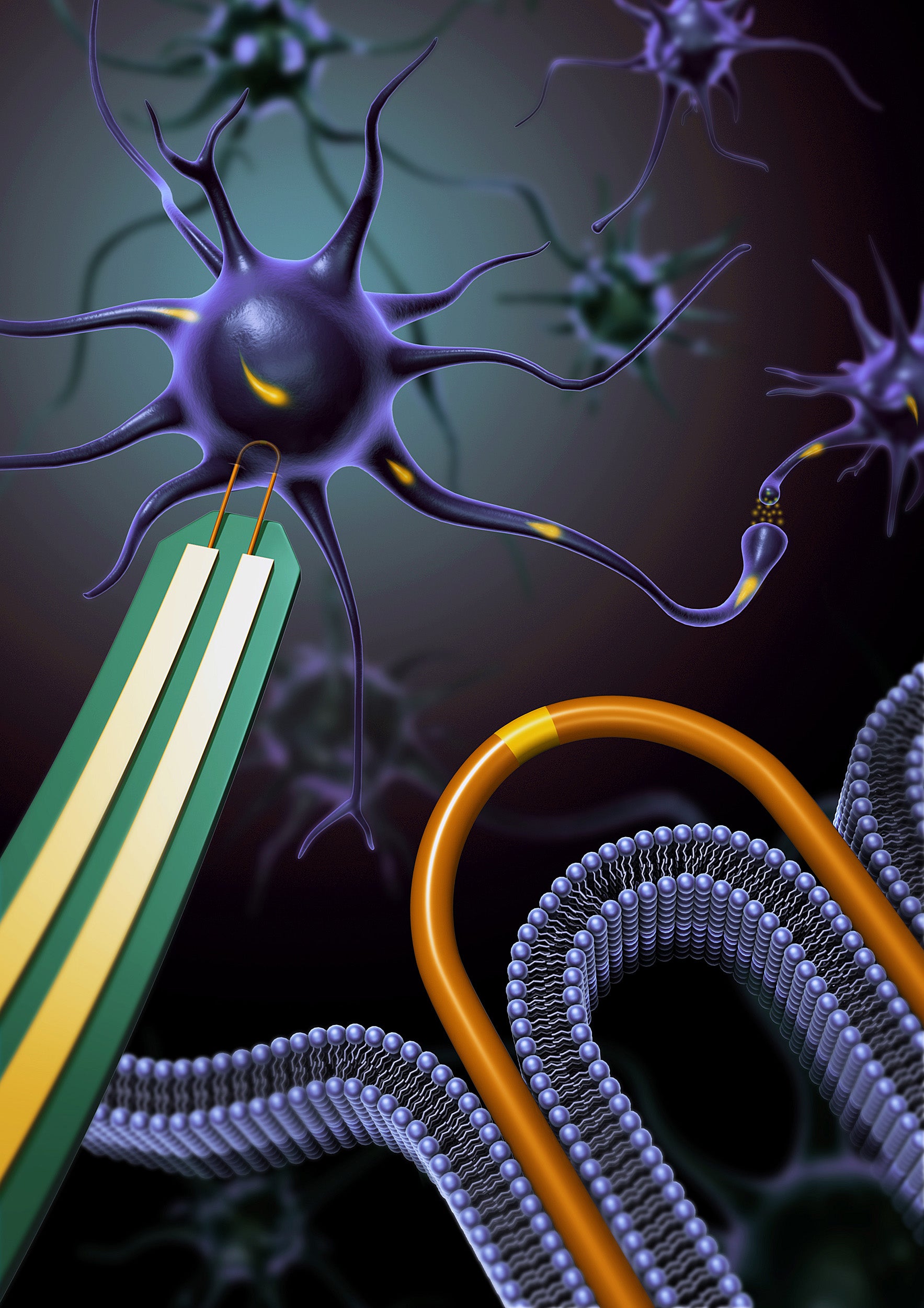 A U-shaped nanowire pierces the membrane of a neuron