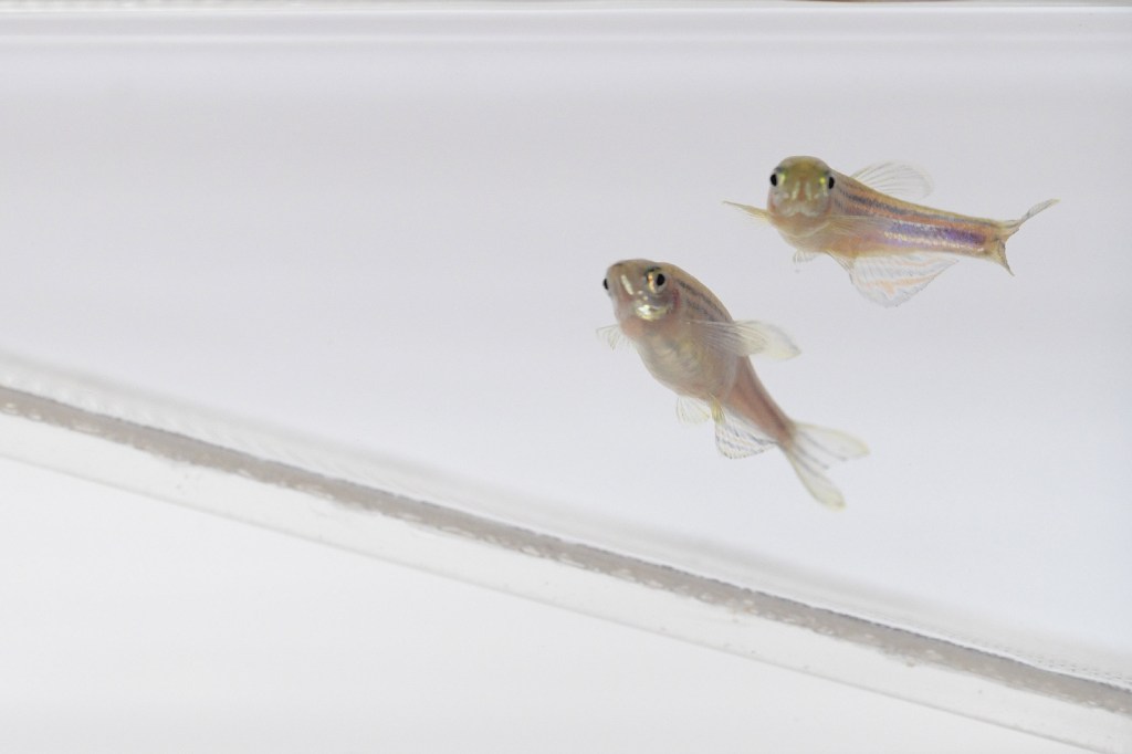 Zebrafish