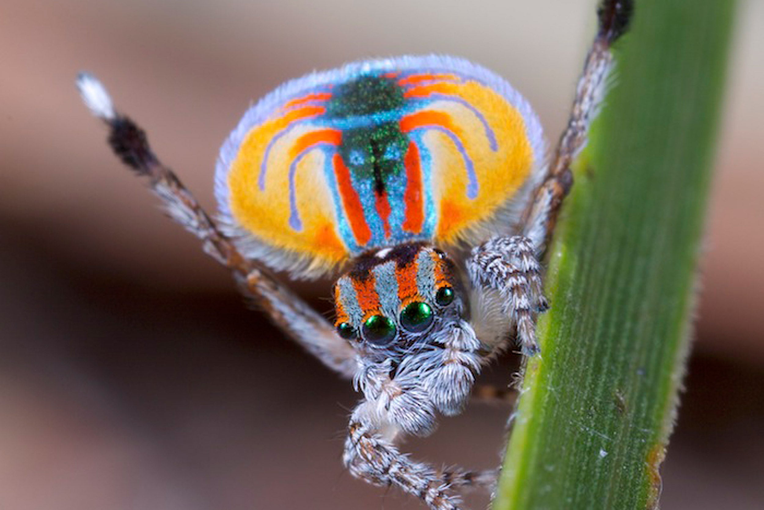 Peacock spider.