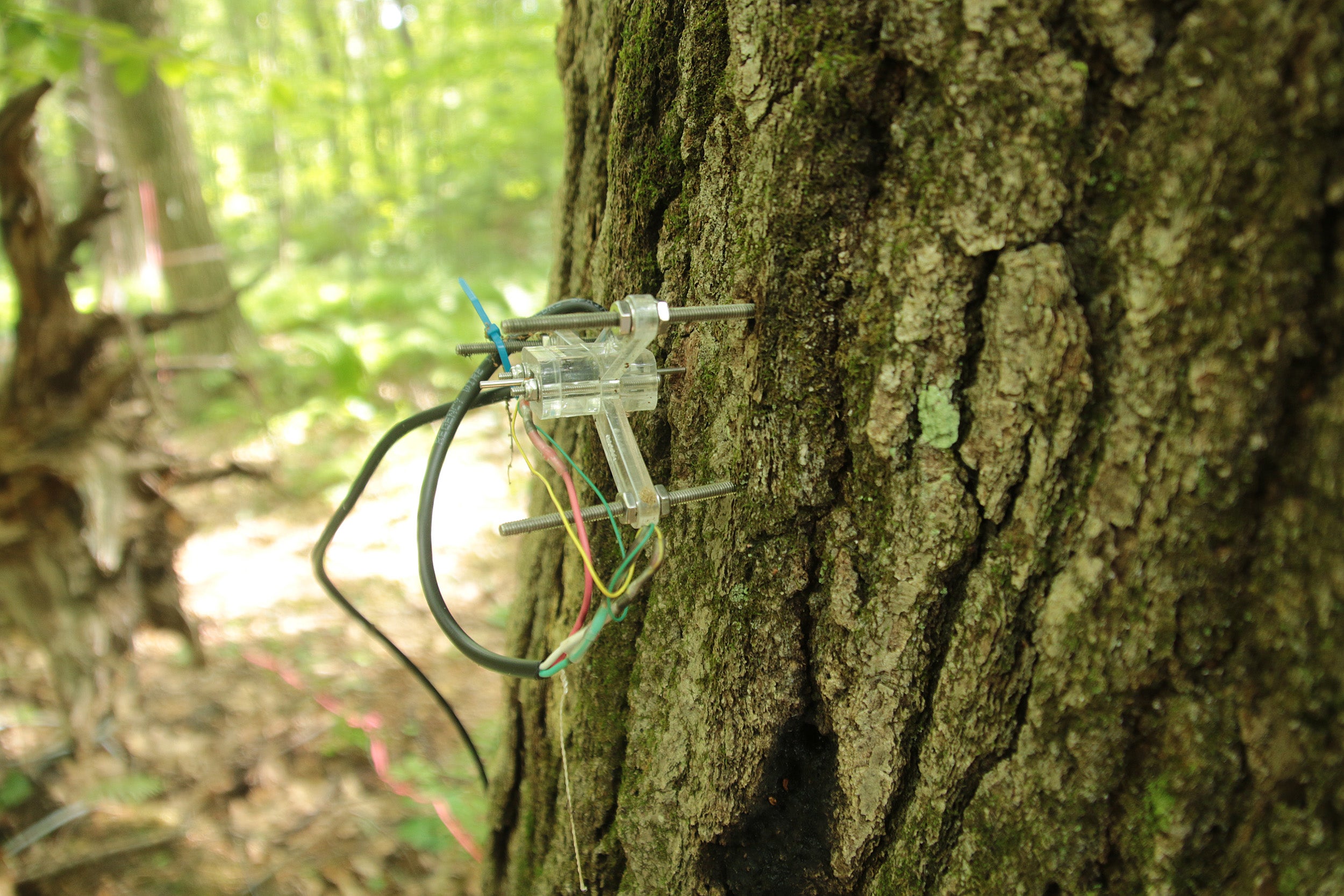 herramienta científica en el tronco de un árbol