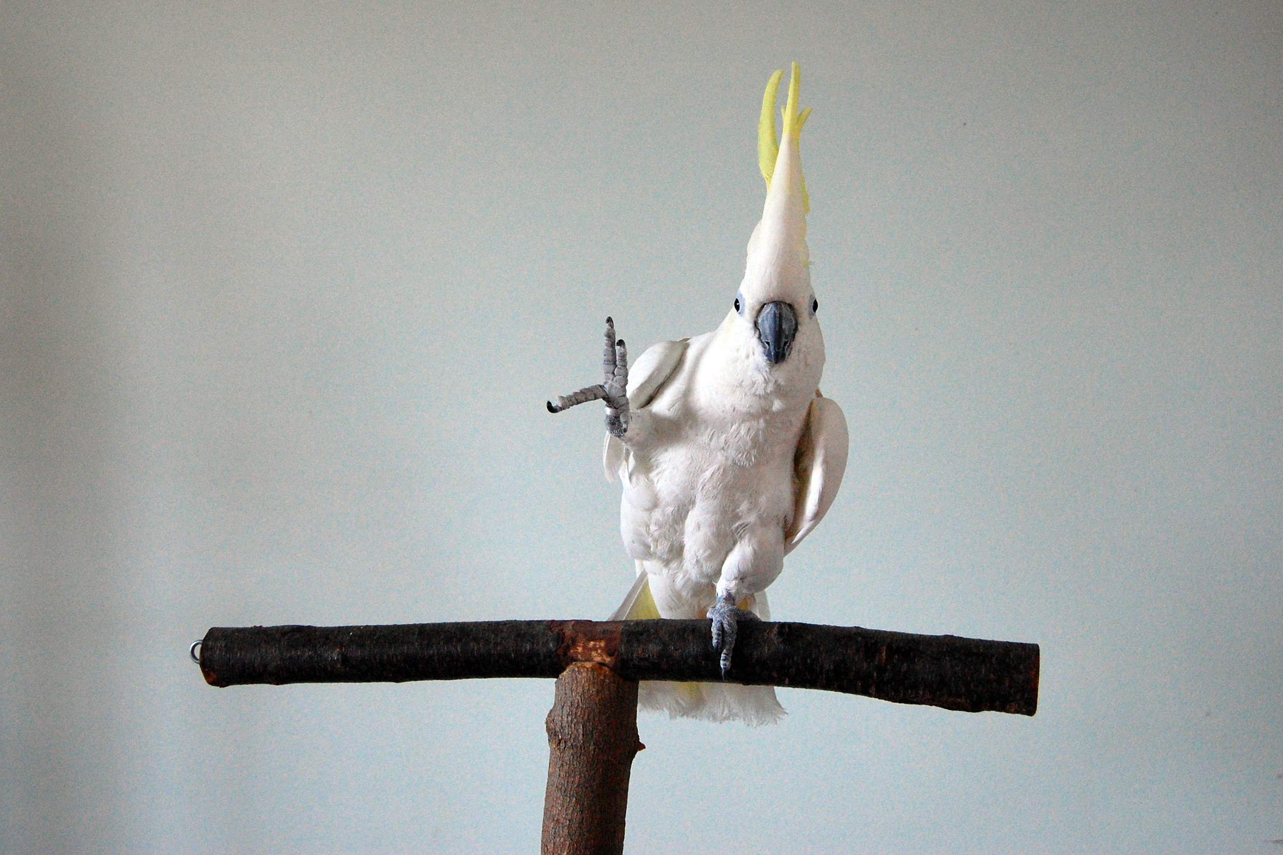 African grey parrot outperforms children and college students — Harvard ...