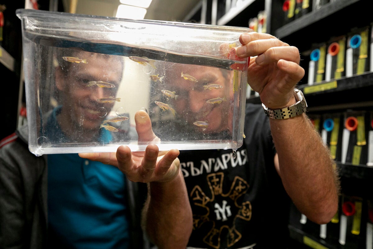 Researchers looking at zebrafish