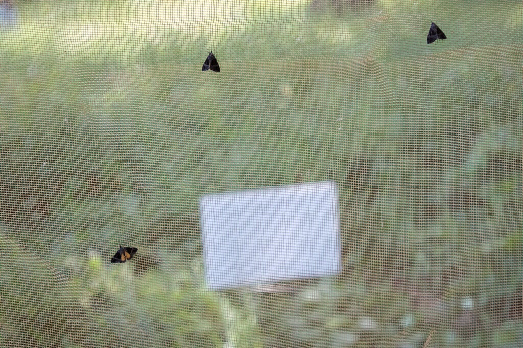 Moths on screen